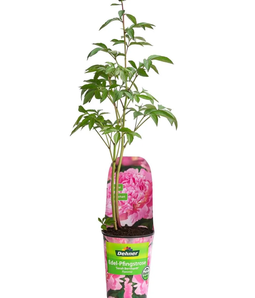 Dehner Sommerstauden - Edel-Pfingstrose, verschiedene Sorten Rosa