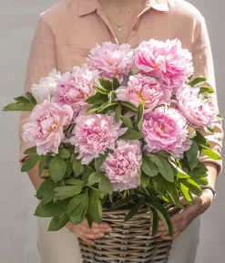 Dehner Sommerstauden - Edel-Pfingstrose, verschiedene Sorten Rosa