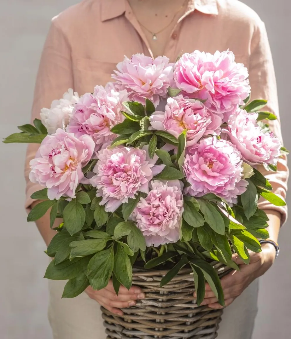 Dehner Sommerstauden - Edel-Pfingstrose, verschiedene Sorten Rosa