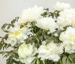 Dehner Sommerstauden - Edel-Pfingstrose, verschiedene Sorten Weiß