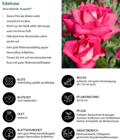 Dehner Edelrose 'Acapella®' Discount