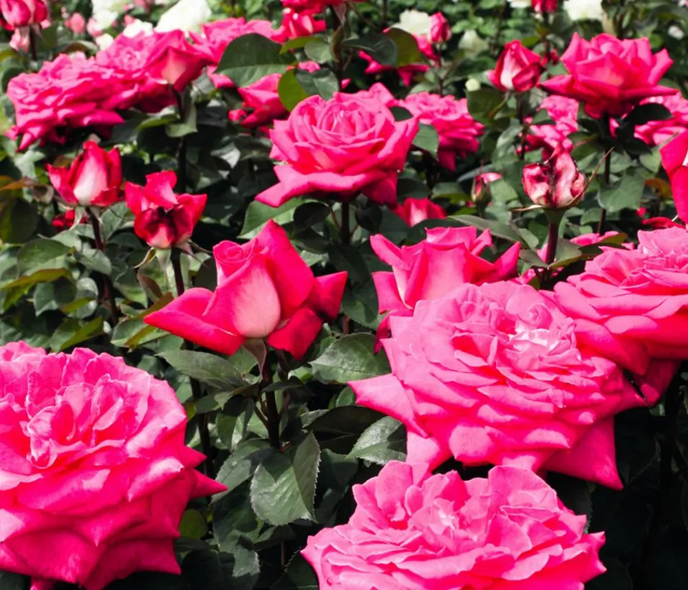Dehner Edelrose 'Acapella®' Discount