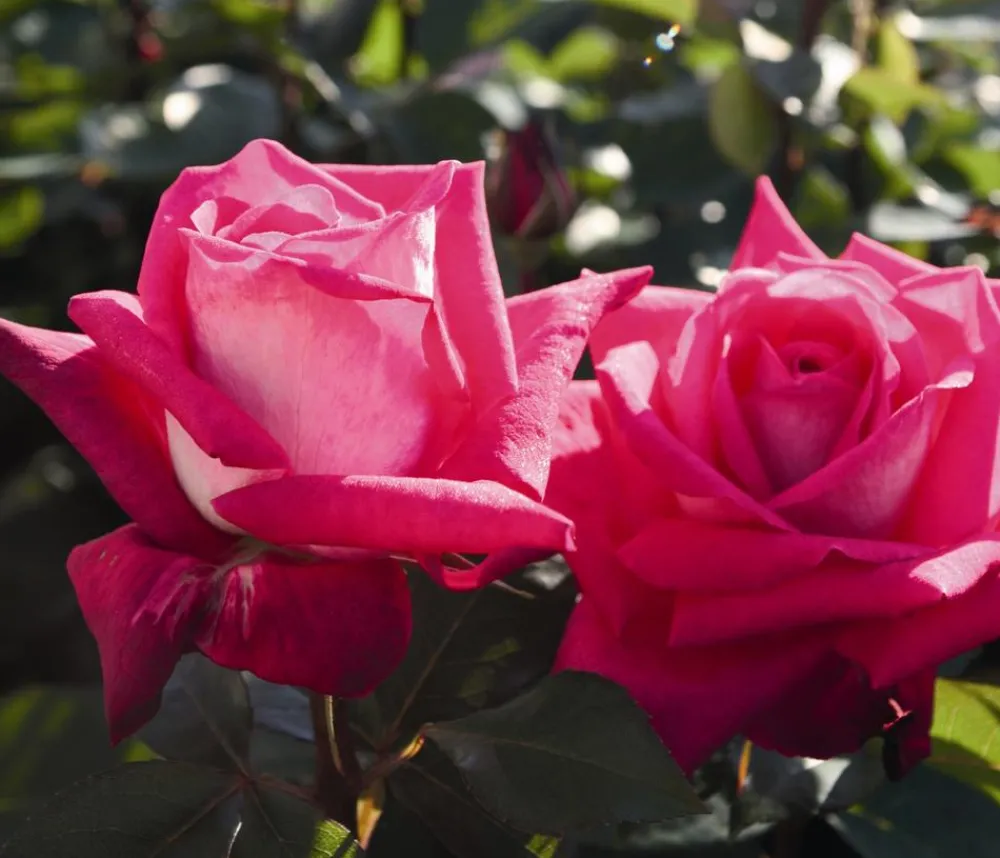 Dehner Edelrose 'Acapella®' Discount