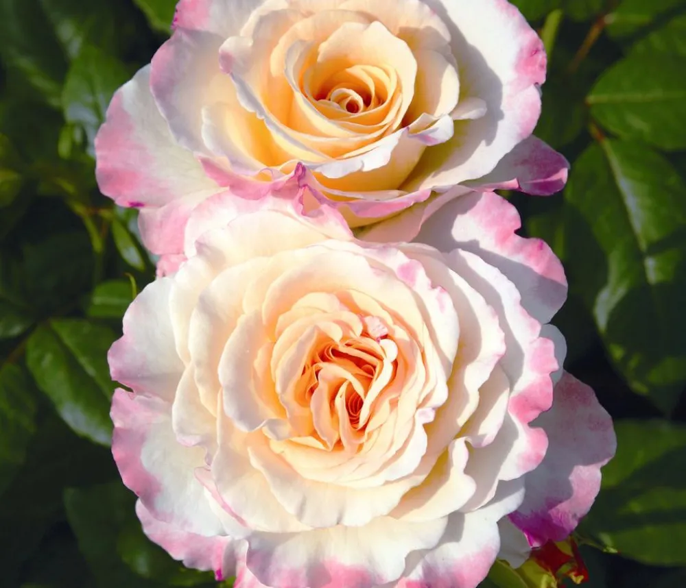 Dehner Rosen - Edelrose 'Aquarell®'