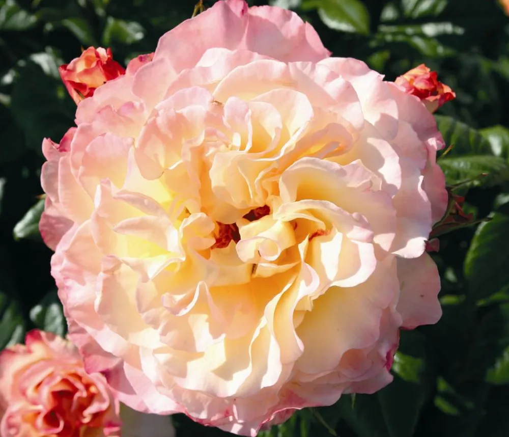 Dehner Rosen - Edelrose 'Aquarell®'