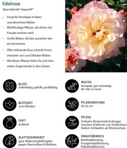 Dehner Rosen - Edelrose 'Aquarell®'