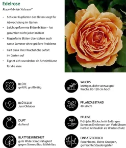 Dehner Rosen - Edelrose 'Ashram®'