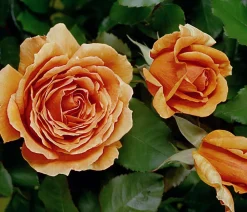 Dehner Rosen - Edelrose 'Ashram®'