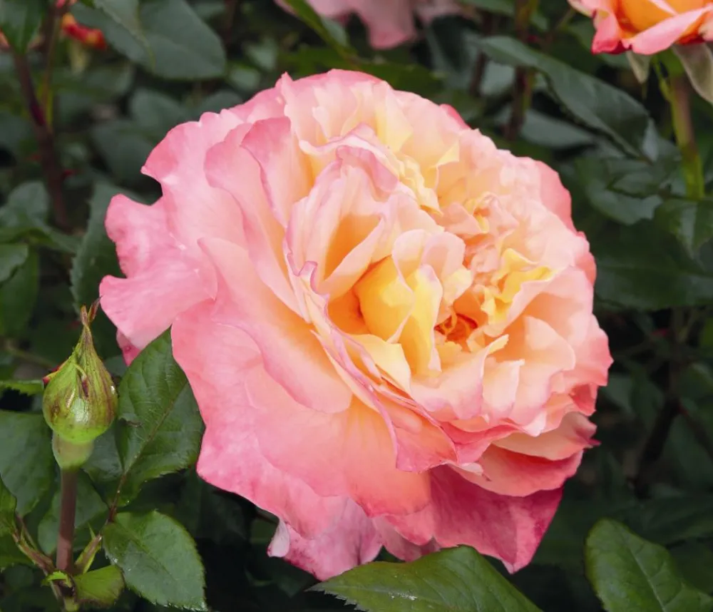 Dehner Rosen > Edelrose 'Augusta Luise®'
