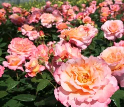 Dehner Edelrose 'Augusta Luise®' Apricot Best