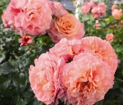 Dehner Edelrose 'Augusta Luise®' Apricot Best