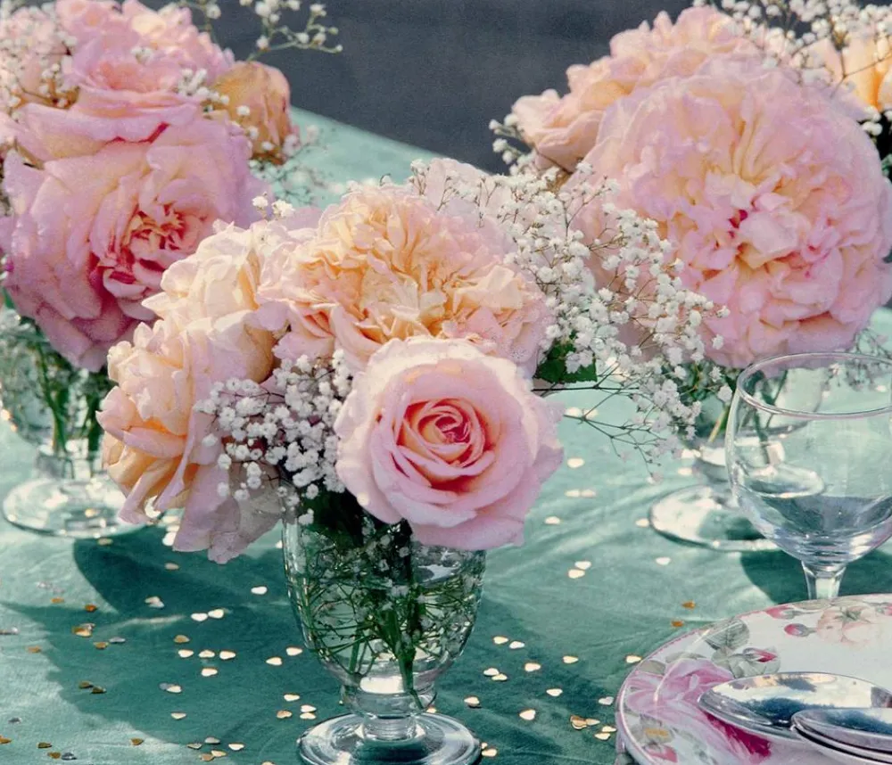 Dehner Edelrose 'Augusta Luise®' Apricot Best