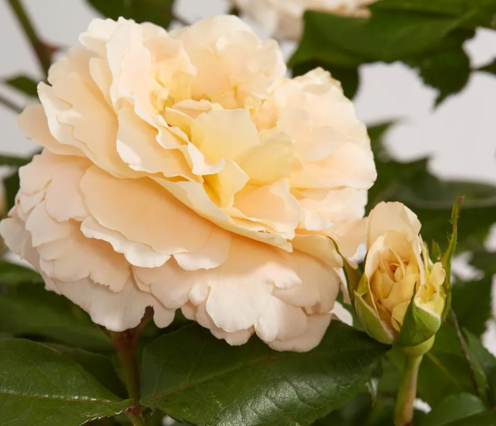 Dehner Edelrose 'Augusta Luise®' Apricot Best