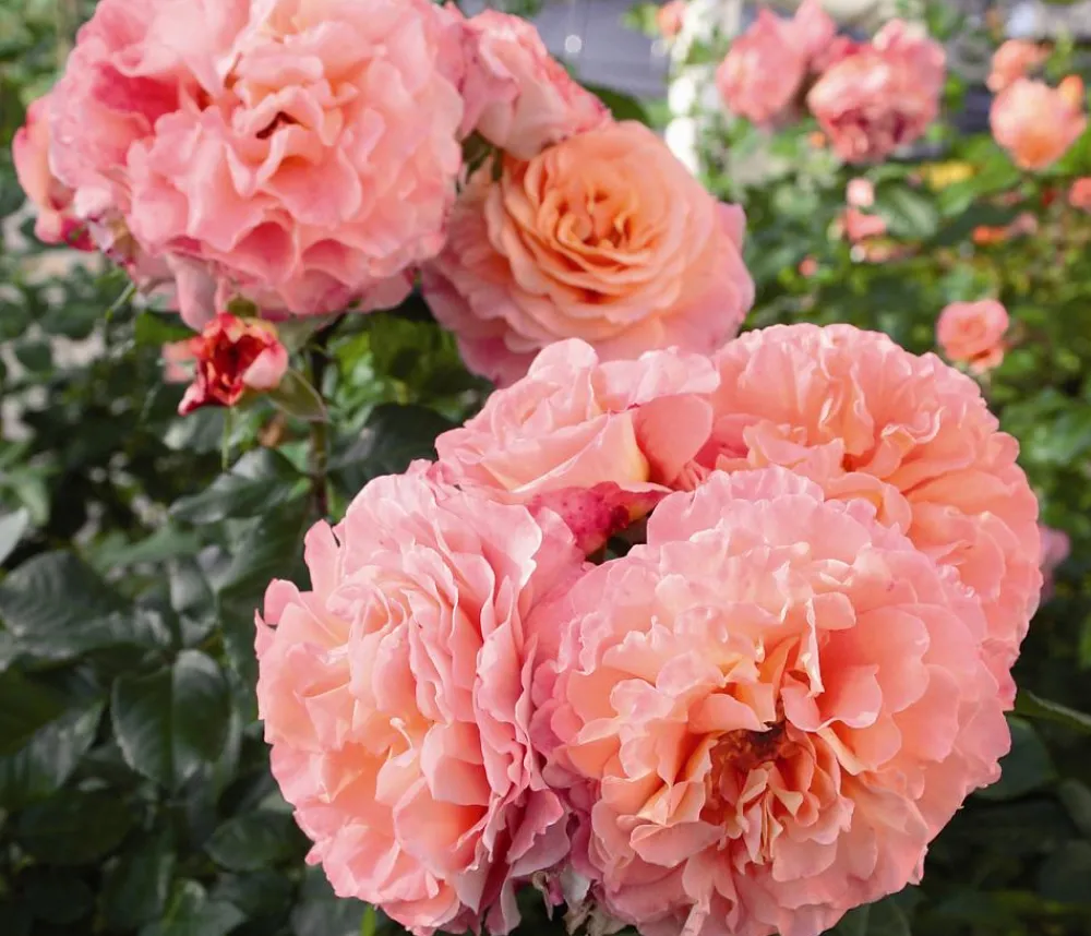 Dehner Rosen - Edelrose 'Augusta Luise®' Apricot