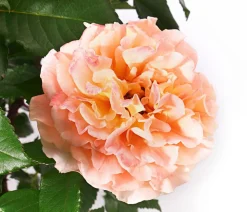 Dehner Rosen - Edelrose 'Augusta Luise®' Apricot