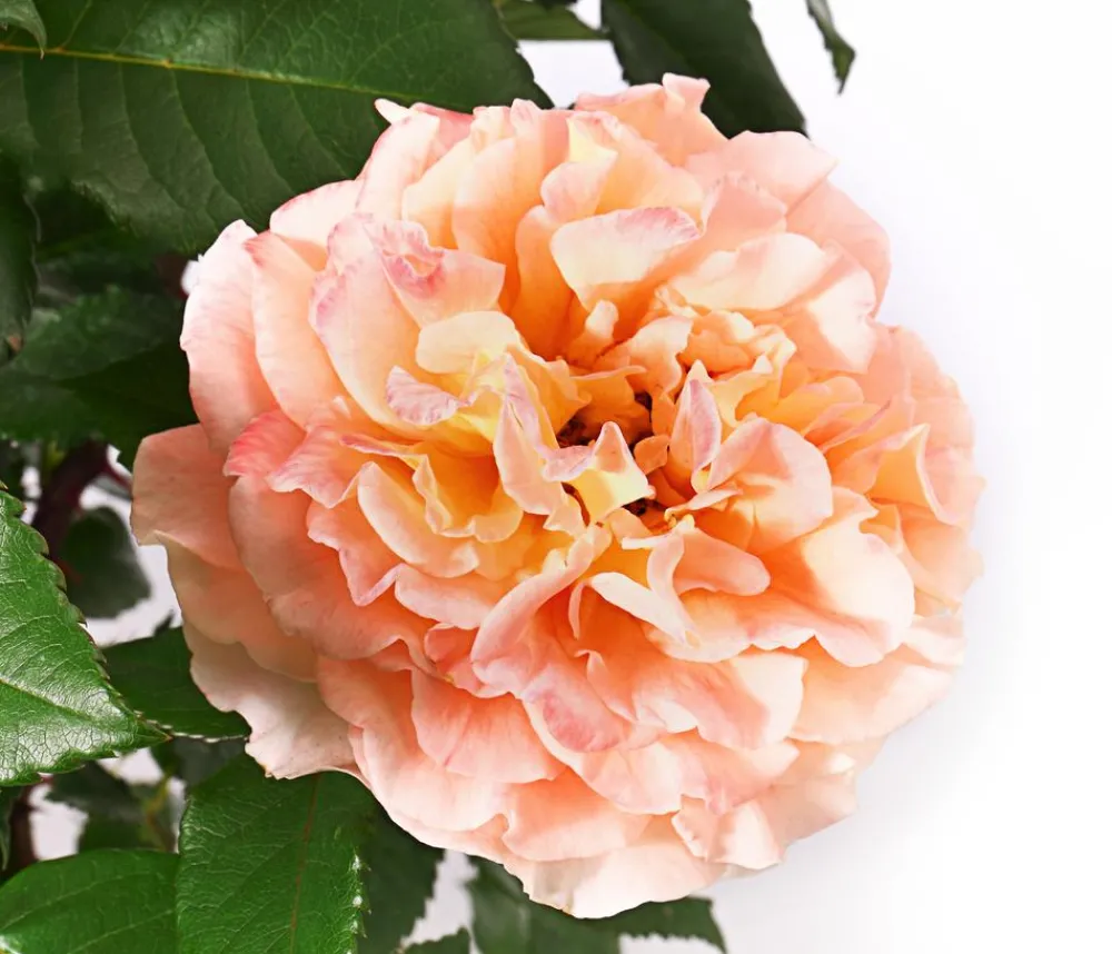 Dehner Rosen - Edelrose 'Augusta Luise®' Apricot