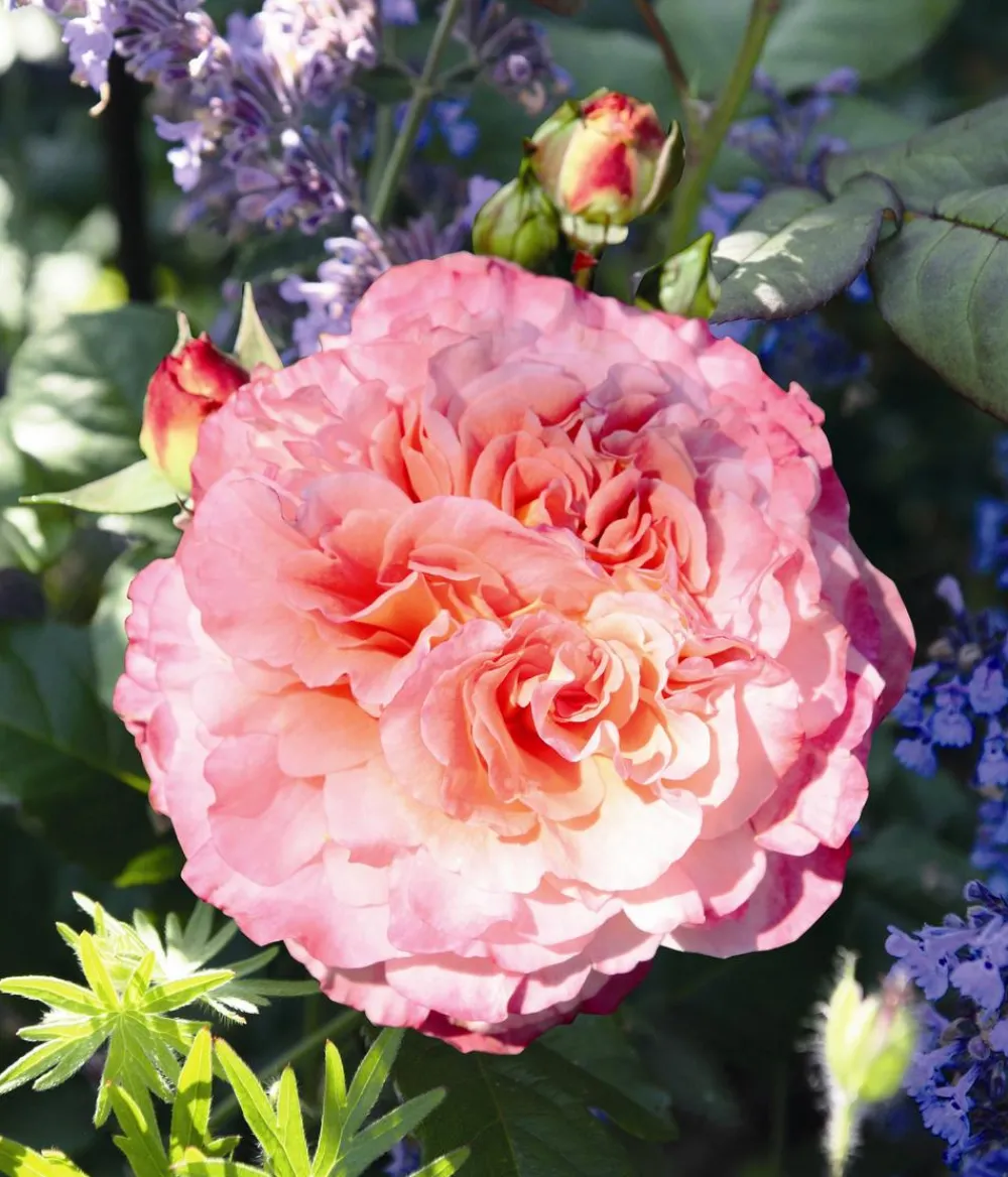 Dehner Rosen - Edelrose 'Augusta Luise®' Apricot
