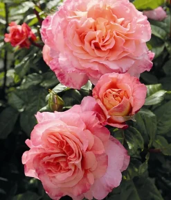 Dehner Rosen - Edelrose 'Augusta Luise®' Apricot
