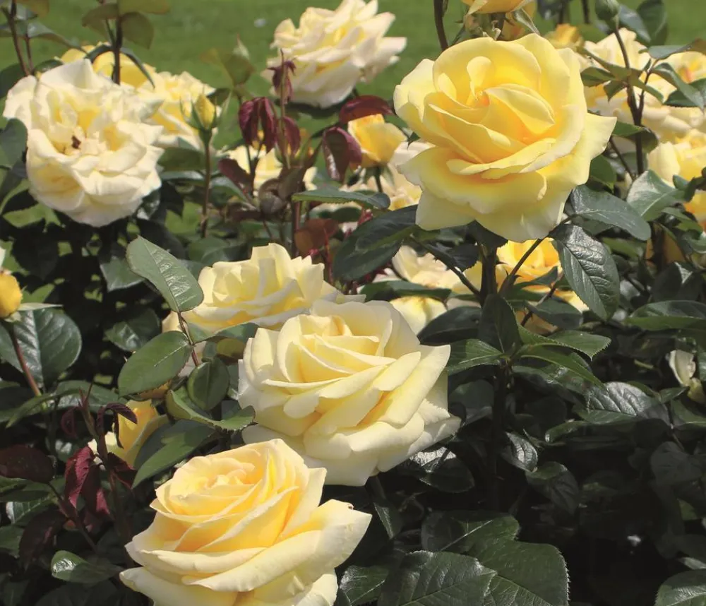 Dehner Edelrose 'Avec Amour®' Gelb Best