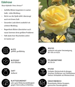 Dehner Edelrose 'Avec Amour®' Gelb Best
