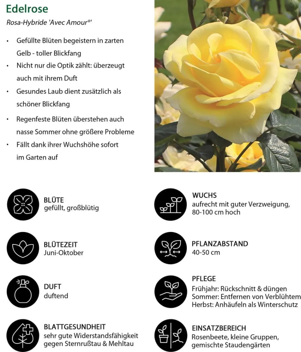 Dehner Edelrose 'Avec Amour®' Gelb Best