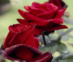 Dehner Rosen - Edelrose 'Barkarole®'
