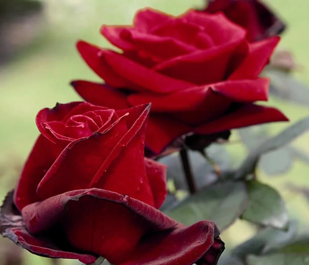 Dehner Rosen - Edelrose 'Barkarole®'