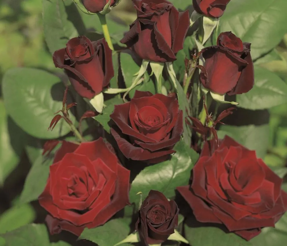 Dehner Rosen - Edelrose 'Barkarole®'