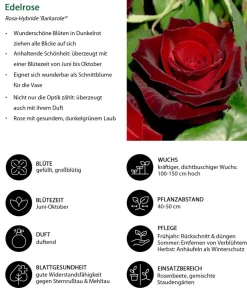 Dehner Rosen - Edelrose 'Barkarole®'