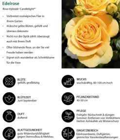 Dehner Rosen - Edelrose 'Candlelight®' Gelb