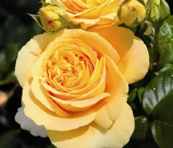 Dehner Rosen - Edelrose 'Candlelight®' Gelb