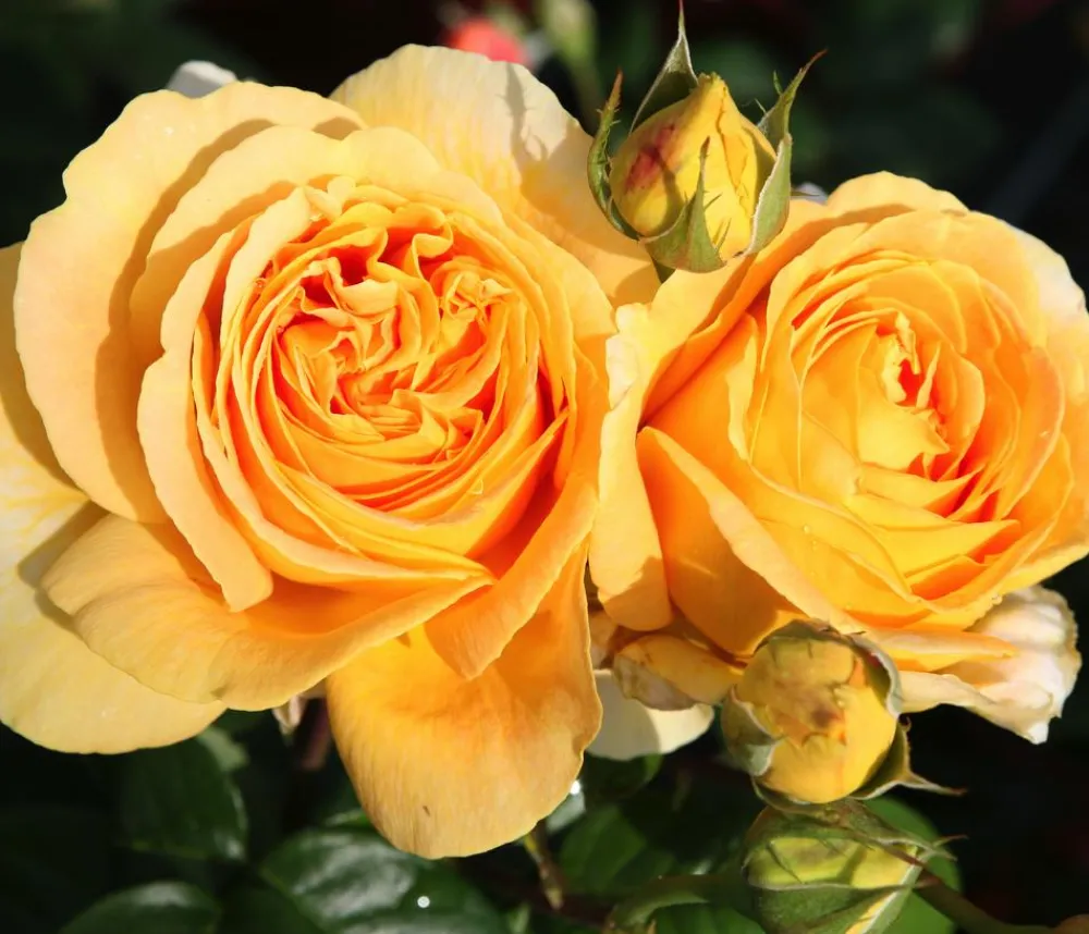 Dehner Rosen - Edelrose 'Candlelight®' Gelb