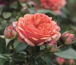 Dehner Edelrose 'Chippendale®' Sale