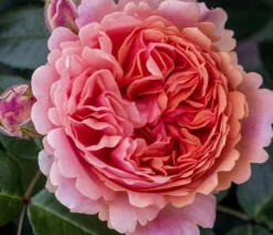 Dehner Rosen - Edelrose 'Chippendale®'