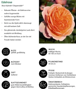 Dehner Rosen - Edelrose 'Chippendale®'