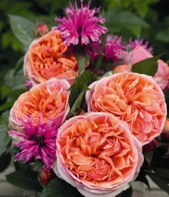 Dehner Rosen - Edelrose 'Chippendale®'