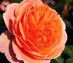 Dehner Rosen - Edelrose 'Chippendale®'