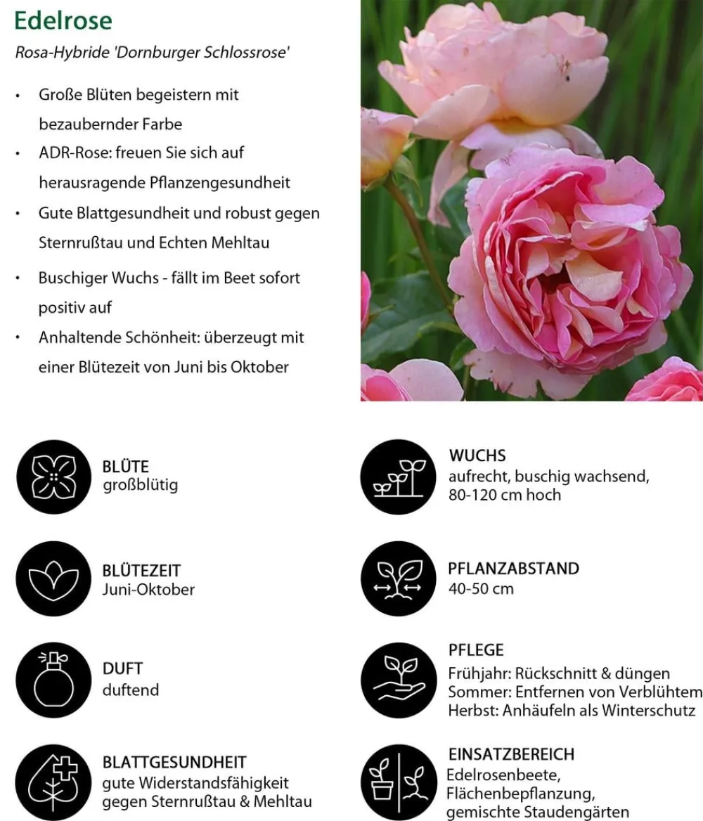 Dehner Rosen - Edelrose 'Dornburger Schlossrose'