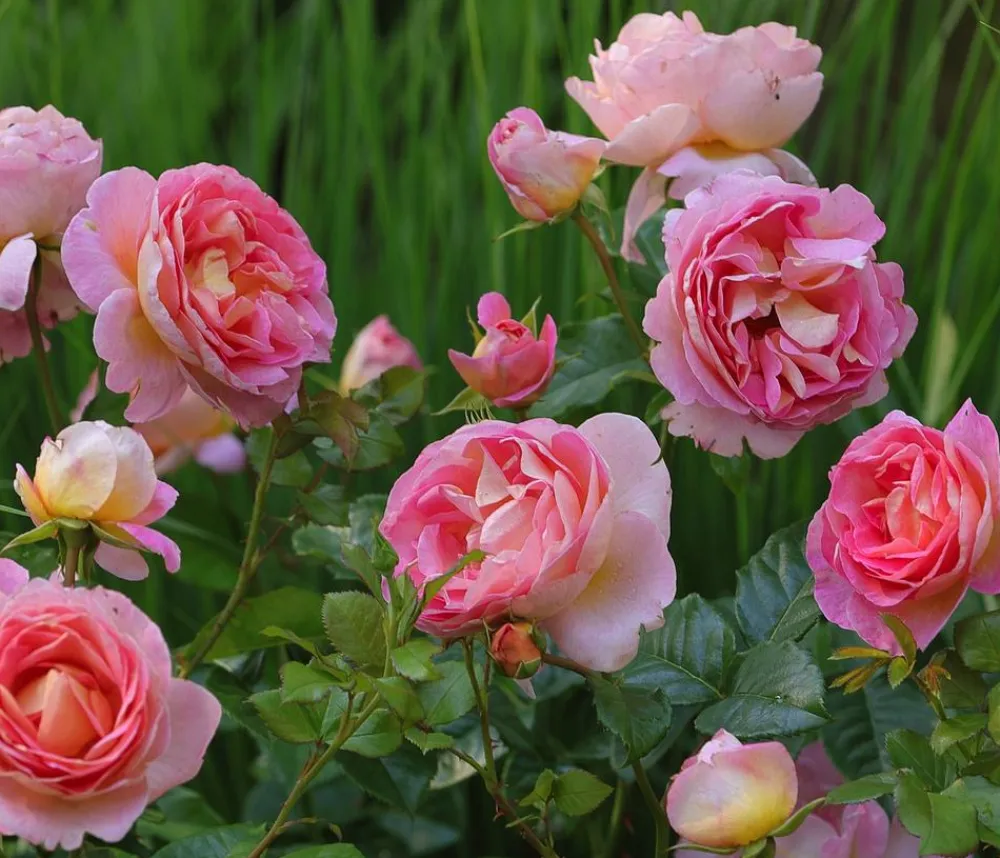 Dehner Rosen - Edelrose 'Dornburger Schlossrose'