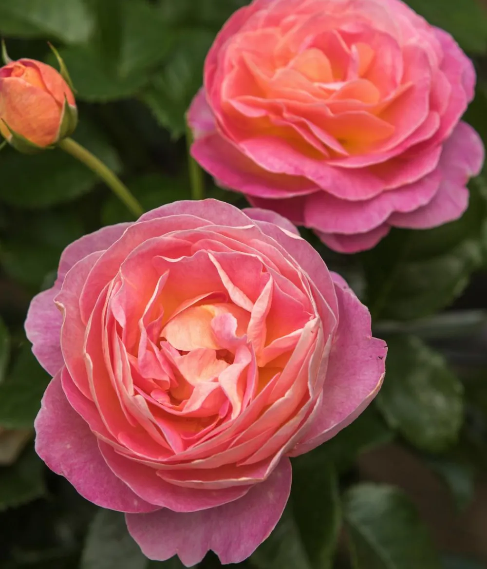 Dehner Rosen - Edelrose 'Dornburger Schlossrose'