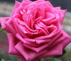Dehner Rosen - Edelrose 'Duftrausch®' Pink