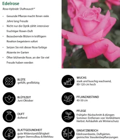 Dehner Rosen - Edelrose 'Duftrausch®' Pink