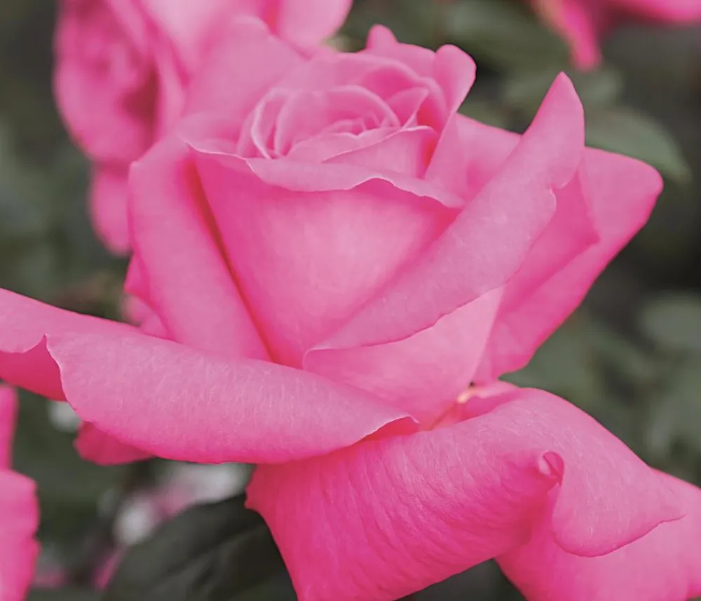 Dehner Rosen - Edelrose 'Duftrausch®' Pink