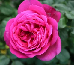 Dehner Rosen > Edelrose 'J.W.v. Goethe Rose®'