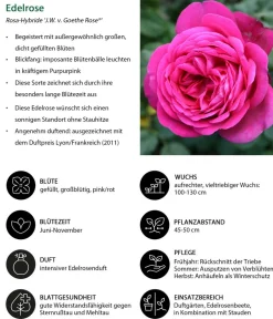 Dehner Rosen > Edelrose 'J.W.v. Goethe Rose®'