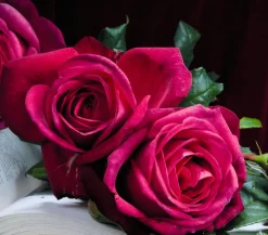 Dehner Rosen > Edelrose 'J.W.v. Goethe Rose®'