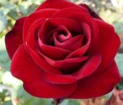 Dehner Edelrose 'Marlene®' Rot Sale