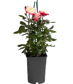 Dehner Rosen > Edelrose 'Nostalgie®'
