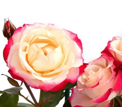 Dehner Rosen > Edelrose 'Nostalgie®'