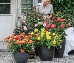 Dehner Edelrose 'Nostalgie®' Best
